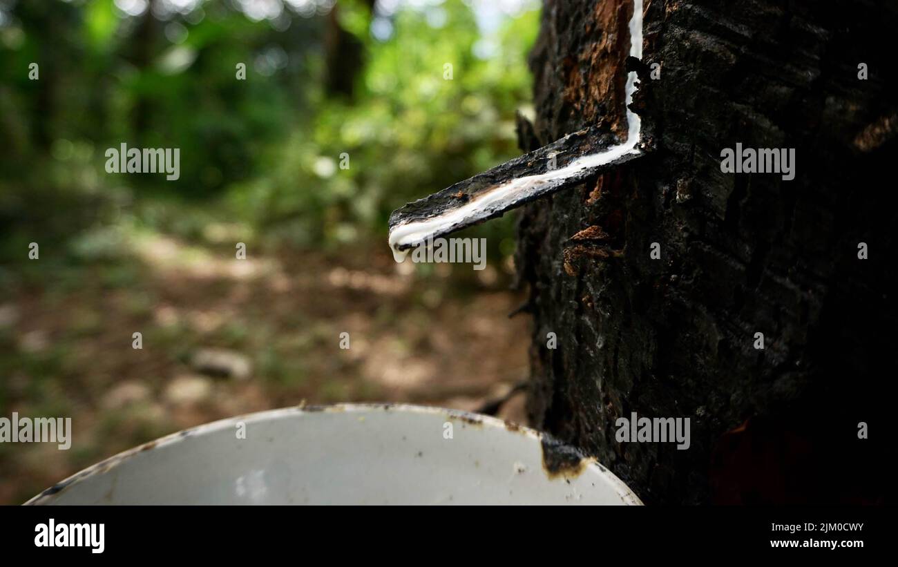 A closeup shot of white latex rubber tapping from a rubber tree Stock Photo