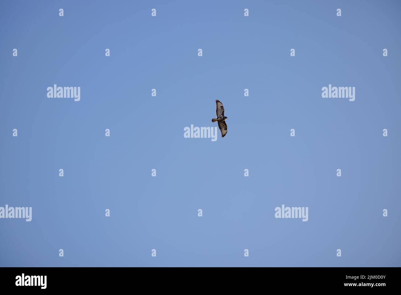 A low angle shot of a bird flying high up in a blue cloudless sky with its wings wide open Stock Photo