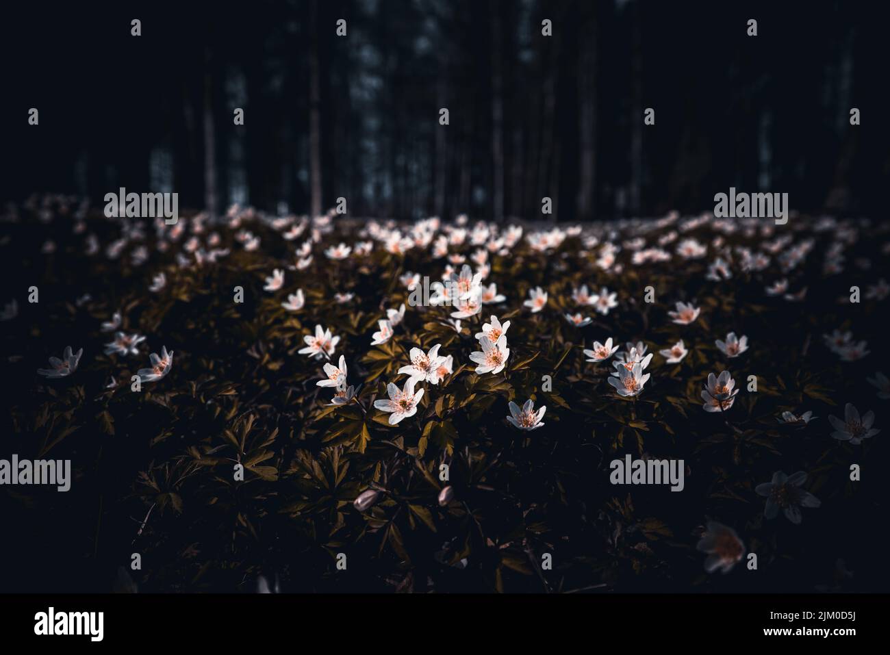 A closeup of small white flowers in the woods in the dark Stock Photo