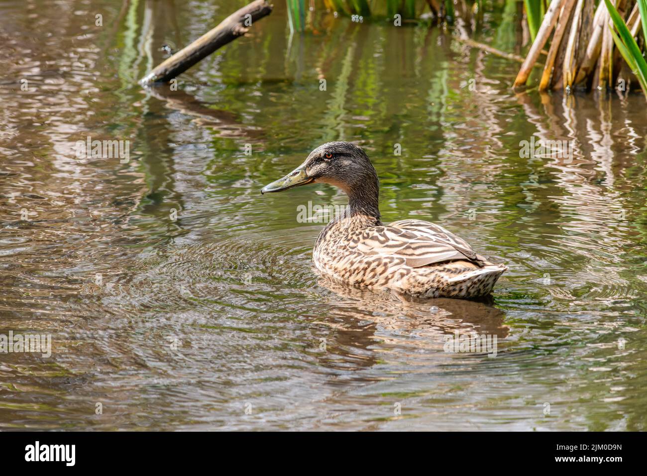 A closeup shot of a brown mallard duck swimming in a pond Stock Photo
