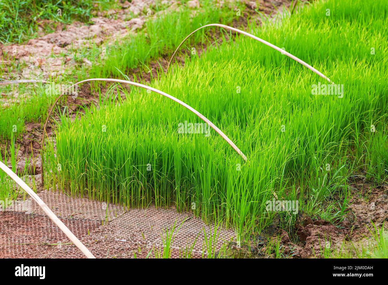 Rice seedlings growing in the field Stock Photo - Alamy