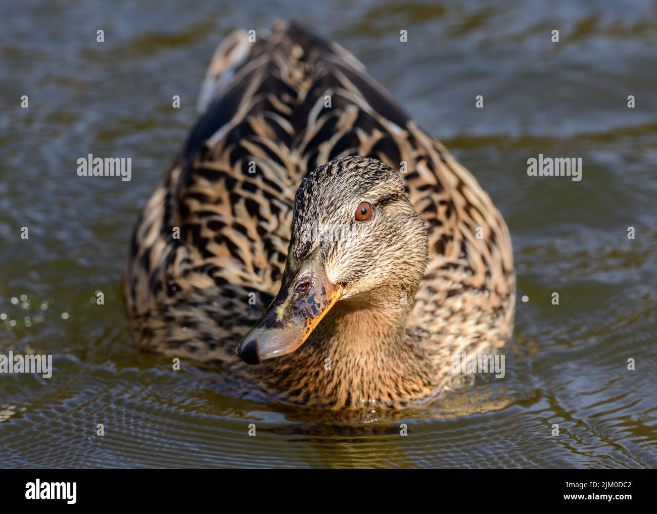 A mallard duck swimming in a green pond Stock Photo Alamy