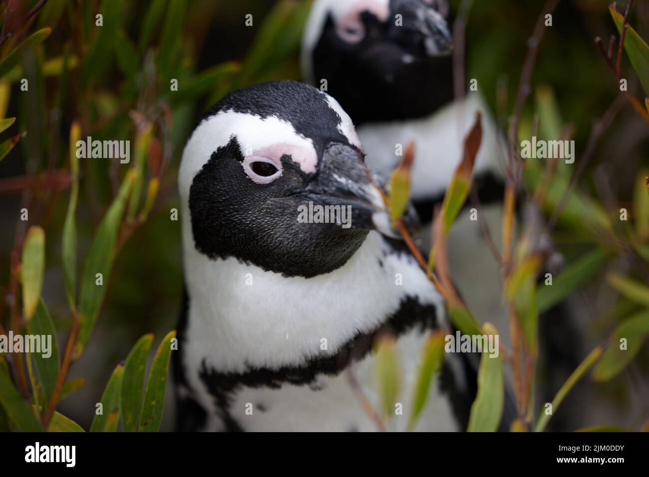 Wherever life takes us, were in it together. penguins at Boulders Beach