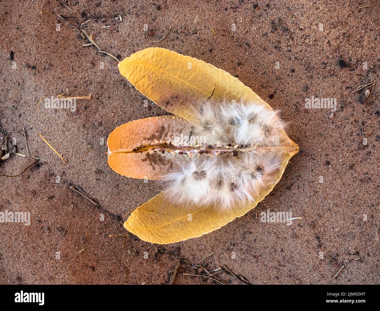 Closeup of Kapok Bush seed pod (Cochlospermum fraseri) Mirima National Park, East Kimberley Stock Photo