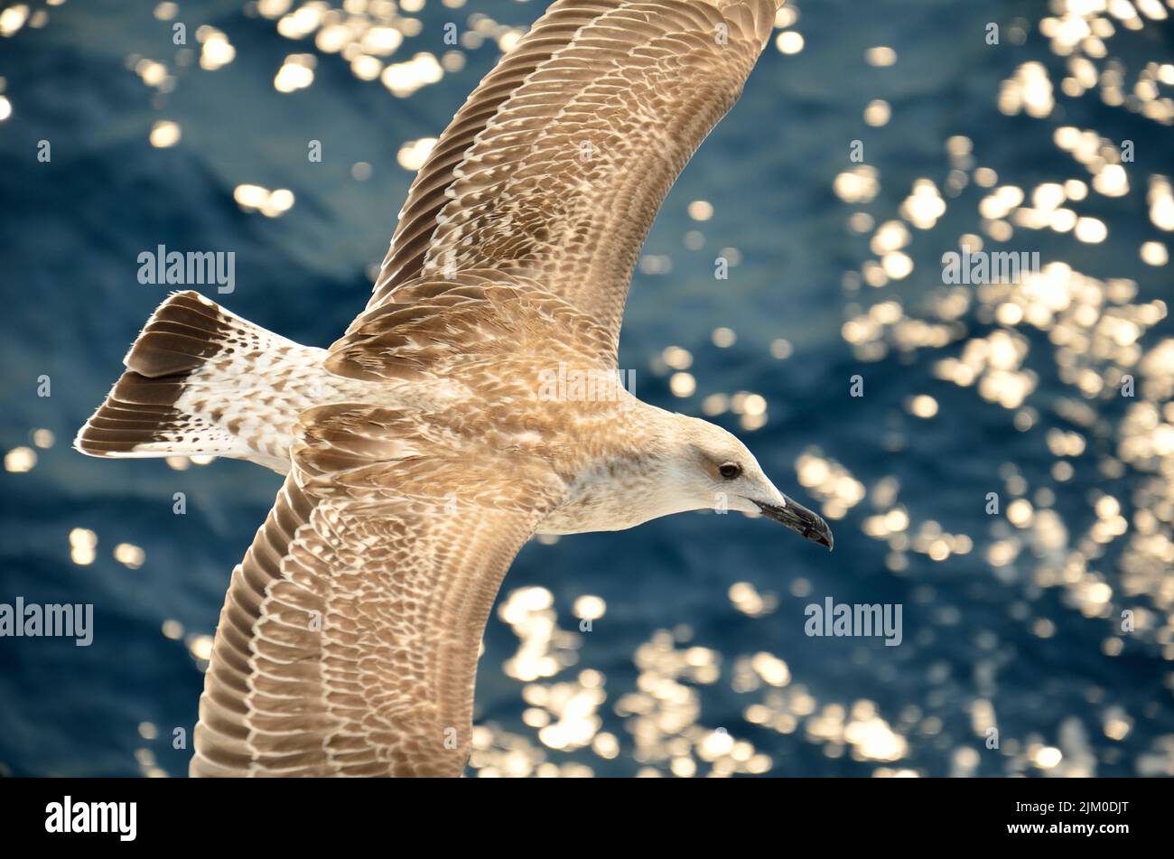 A selective focus shot of a seagull flying over the ocean Stock Photo