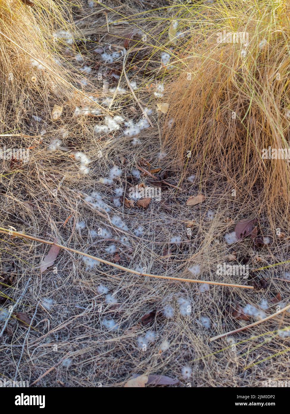 Kapok Bush seeds (Cochlospermum fraseri) on the ground among spinifex, Mirima National Park, East Kimberley Stock Photo