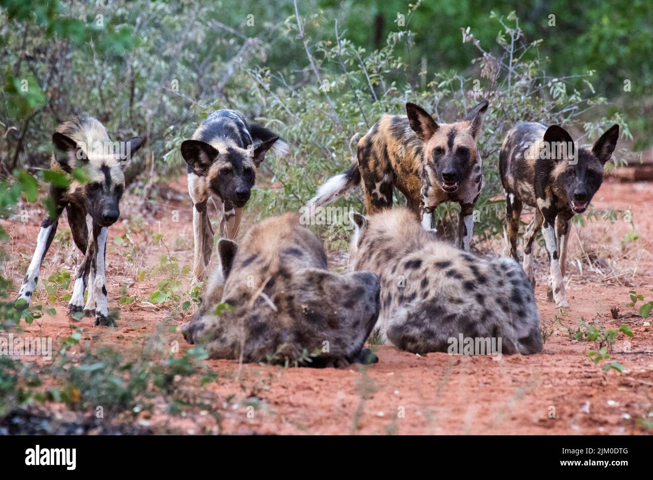 Hyena fight hi-res stock photography and images - Alamy