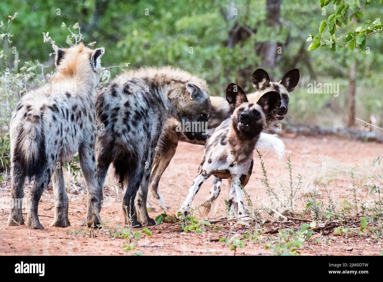 African Hyena Fight