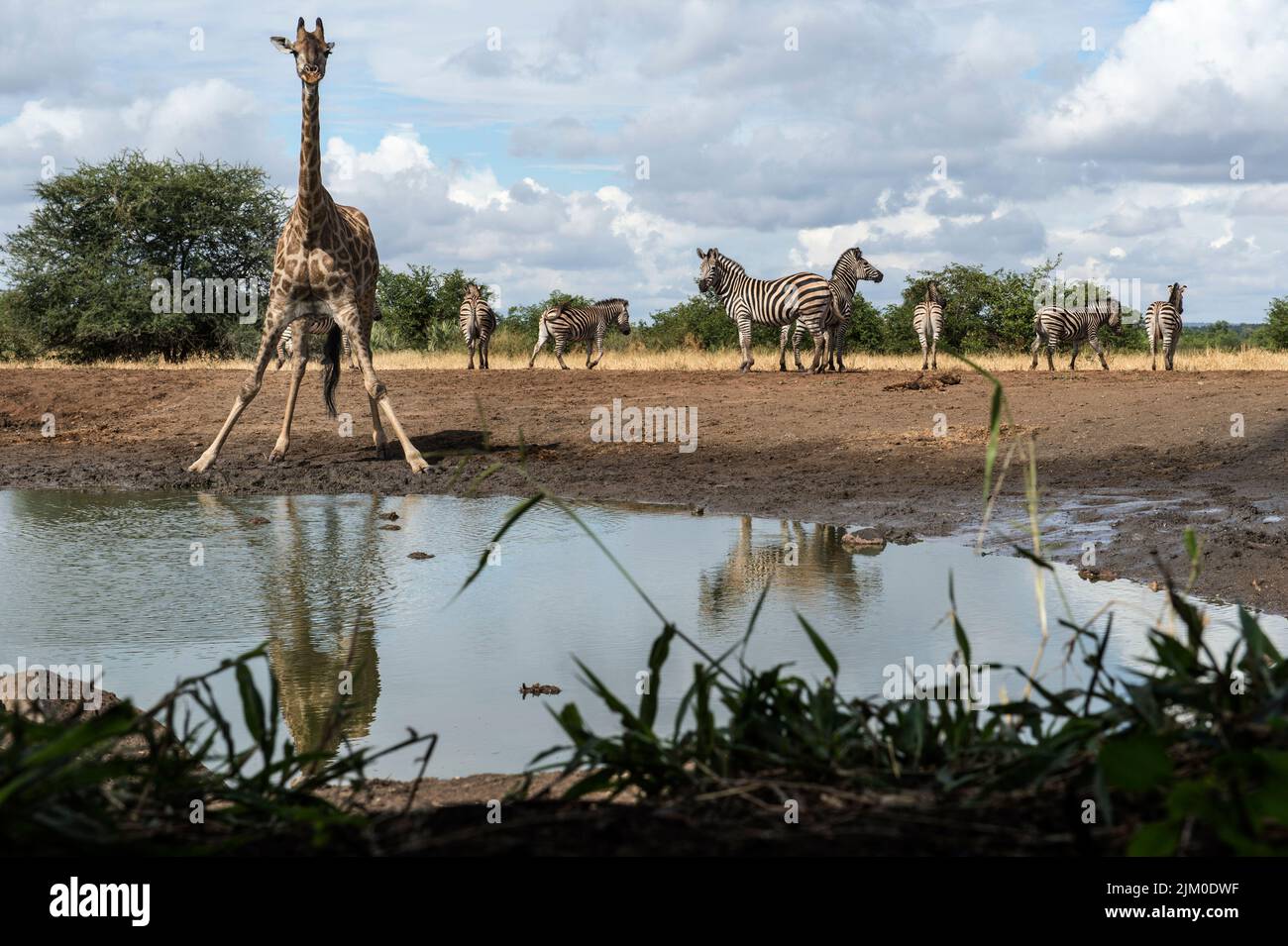 A tall giraffe standing near a pond with several zebras in the background Stock Photo