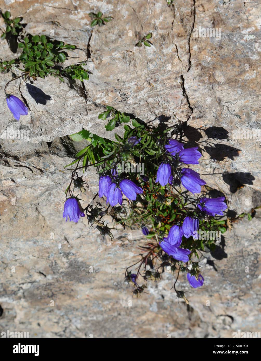 blue bellflower called campanula cochlearfiifolia on the rock in mountains Stock Photo