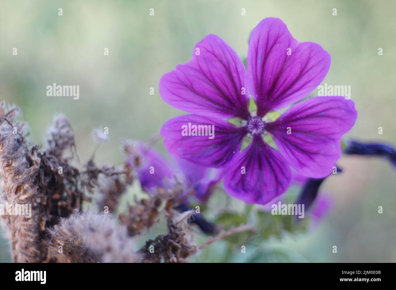 A bright flower of high mallow in the blurred background Stock Photo
