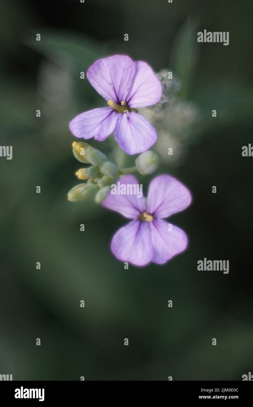 Blooming flowers of purple mistress in the natural blurred background Stock Photo