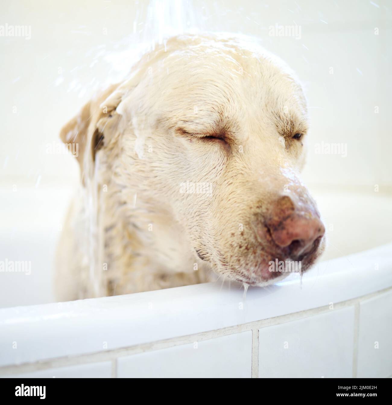 Do I have soap in my eyes. an adorable dog having a bath at home Stock