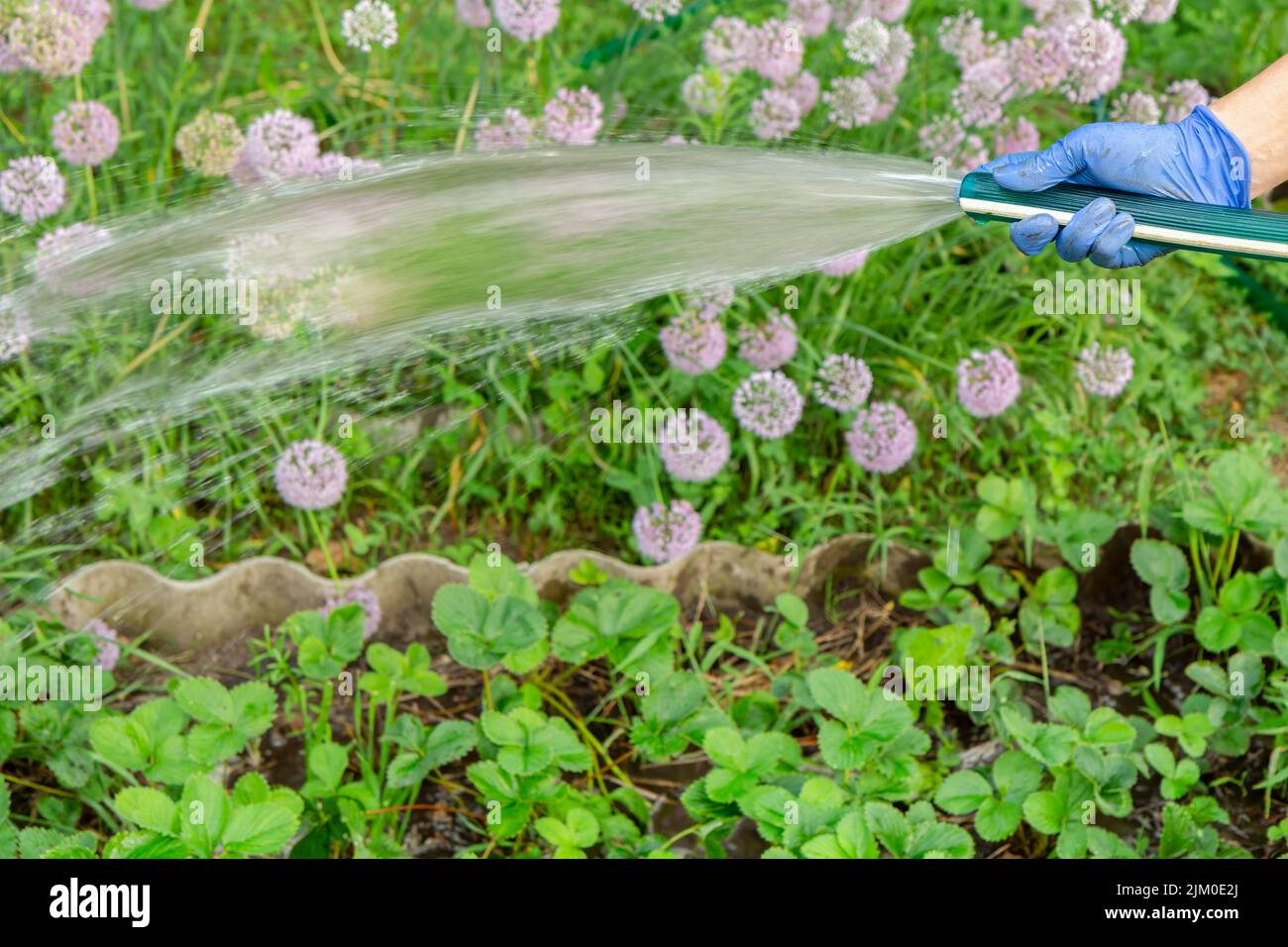 Gardener is watering a garden bed using the garden hose Stock Photo Alamy