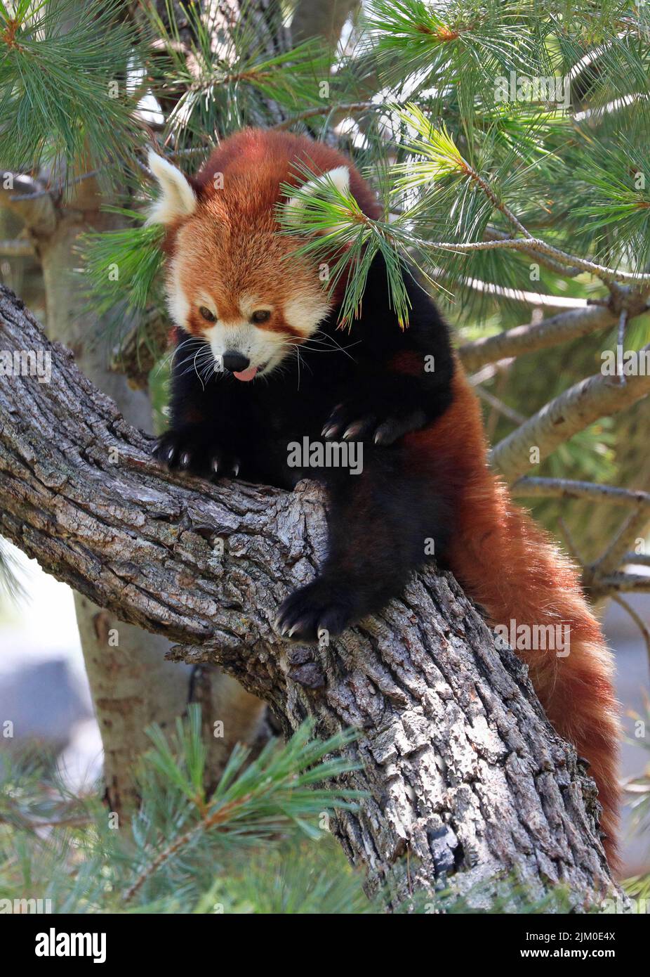 Red Panda bear sitting on a tree with green background Stock Photo