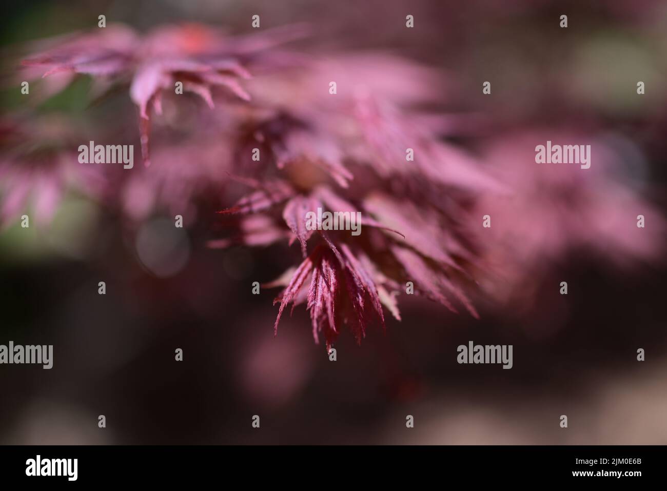 A selective focus shot of vibrant pink Japanese maple leaves growing in a garden Stock Photo