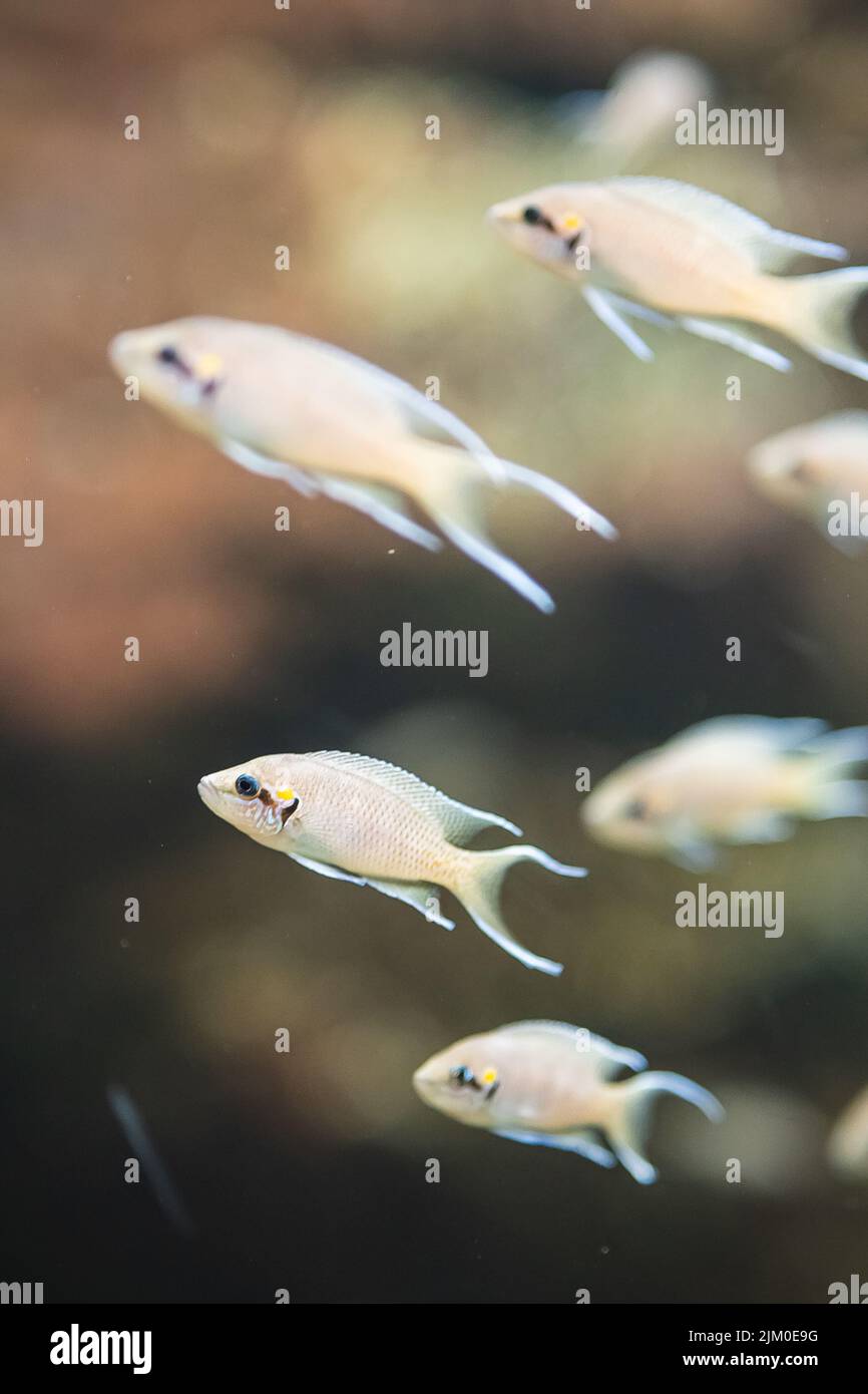 A vertical closeup shot of a school of African cichlid fish swimming underwater Stock Photo