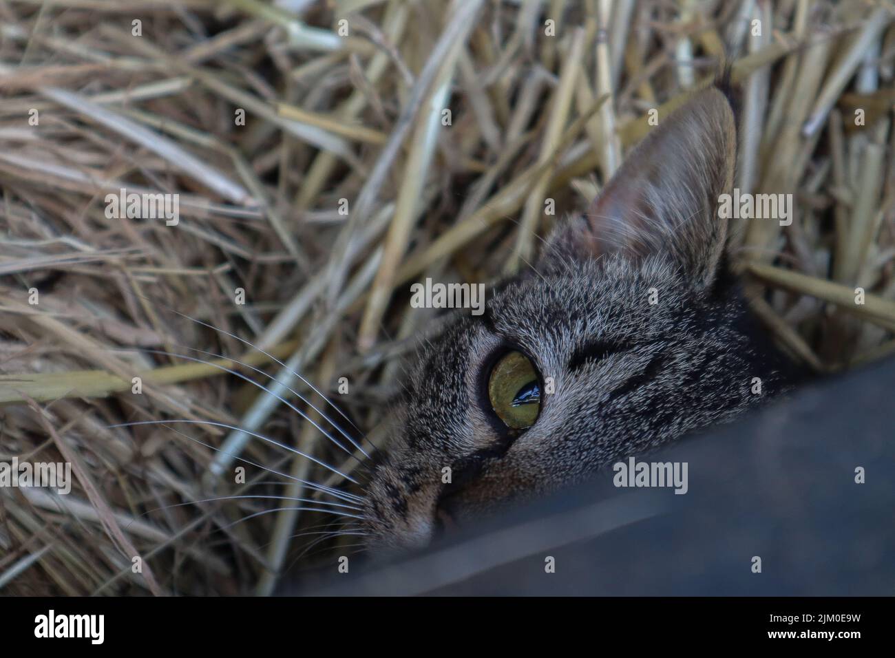 A closeup of half of the face of a green-eyed cat on the dry grass Stock Photo