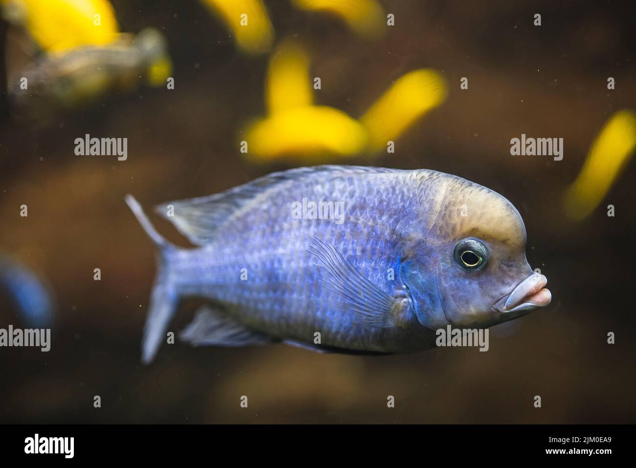 A closeup shot of an African cichlid fish swimming underwater Stock Photo