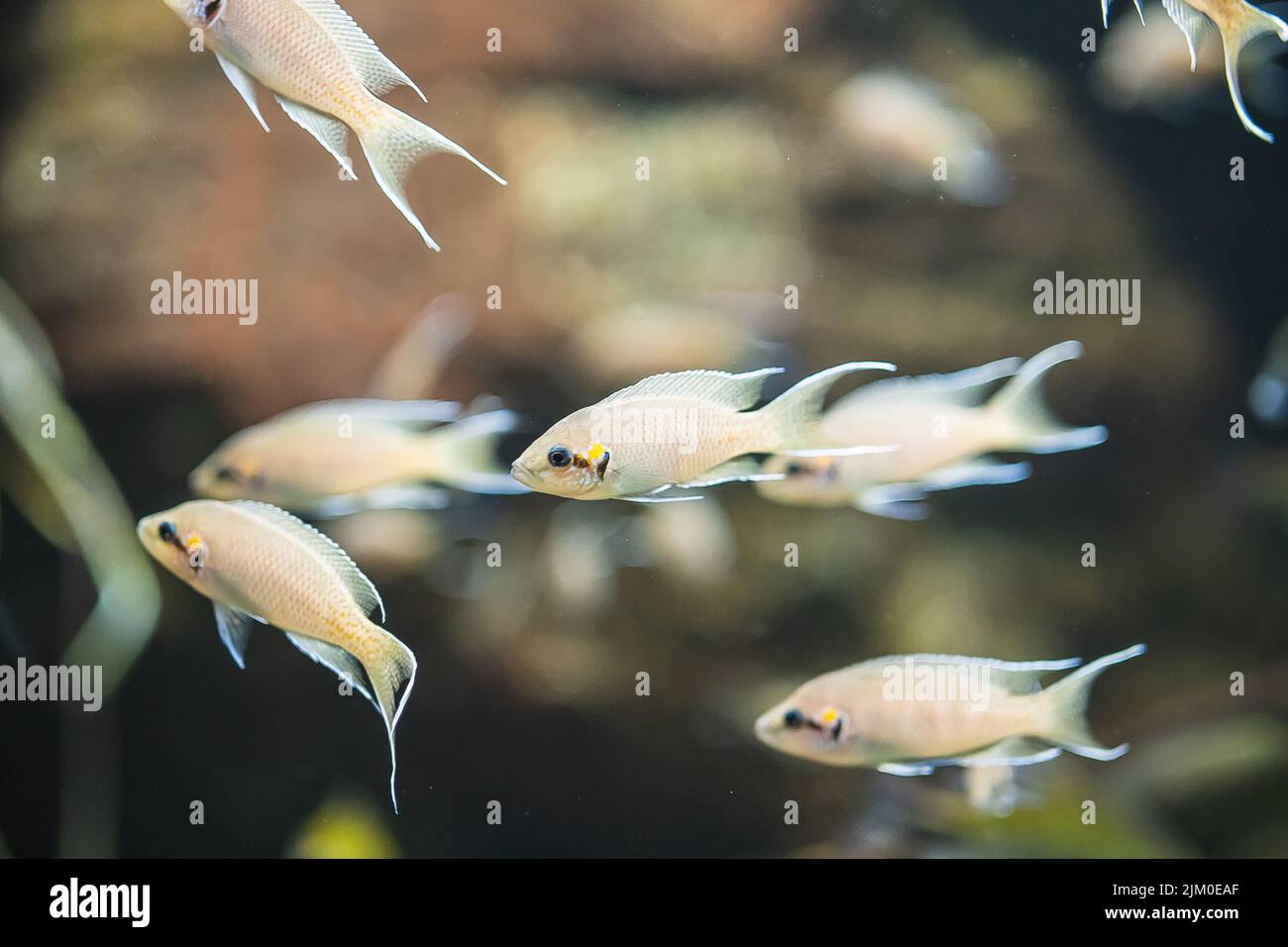 A closeup shot of a school of African cichlid fish swimming underwater Stock Photo