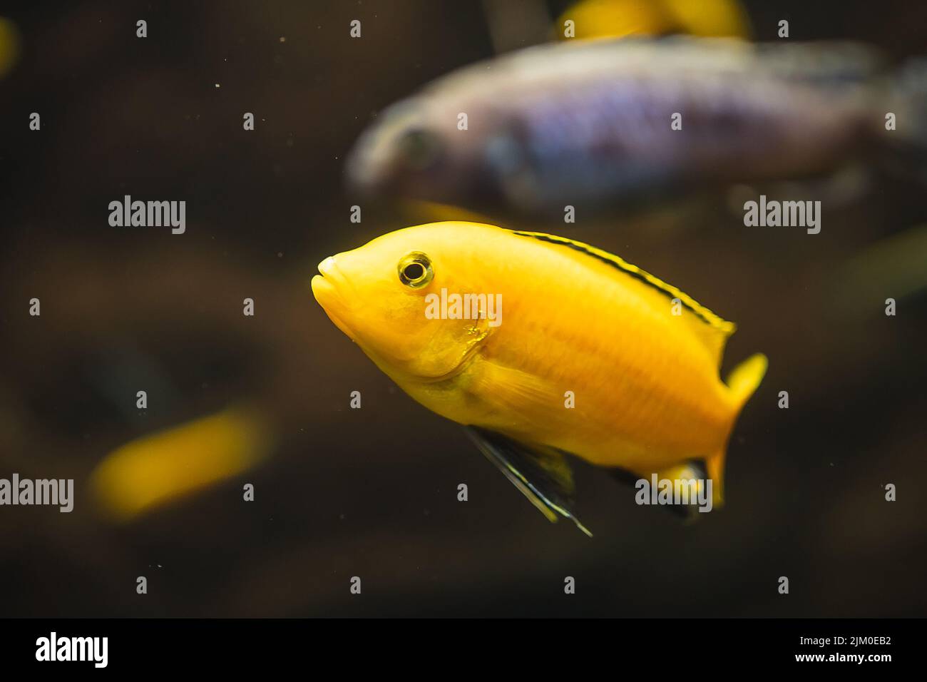 A closeup shot of a yellow African cichlid fish swimming underwater Stock Photo