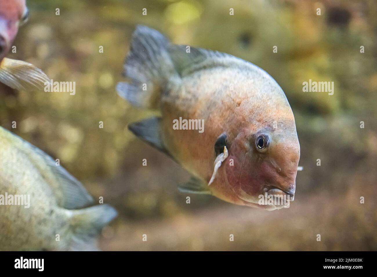 A closeup shot of a Damba cichlid fish swimming underwater Stock Photo