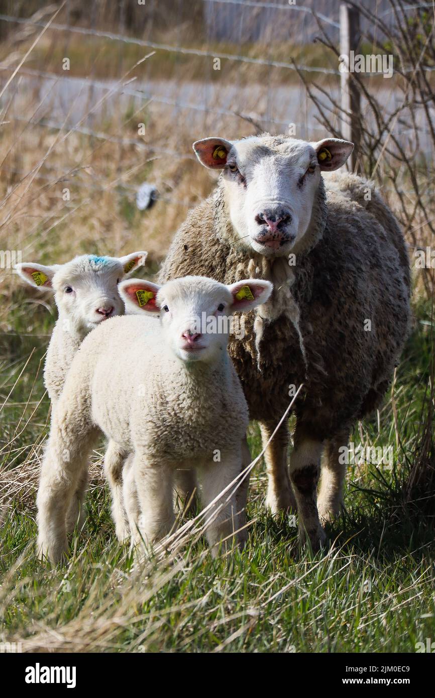 Sheep Offspring Sheep with baby hi-res stock photography and images - Alamy