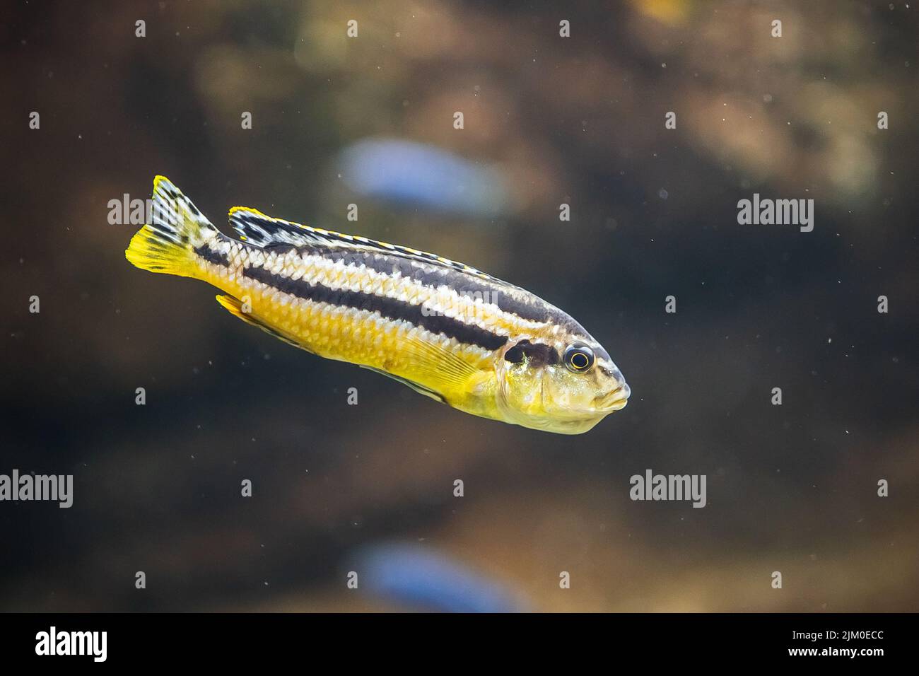 A closeup shot of an African cichlid fish swimming underwater in Malawi Lake Stock Photo