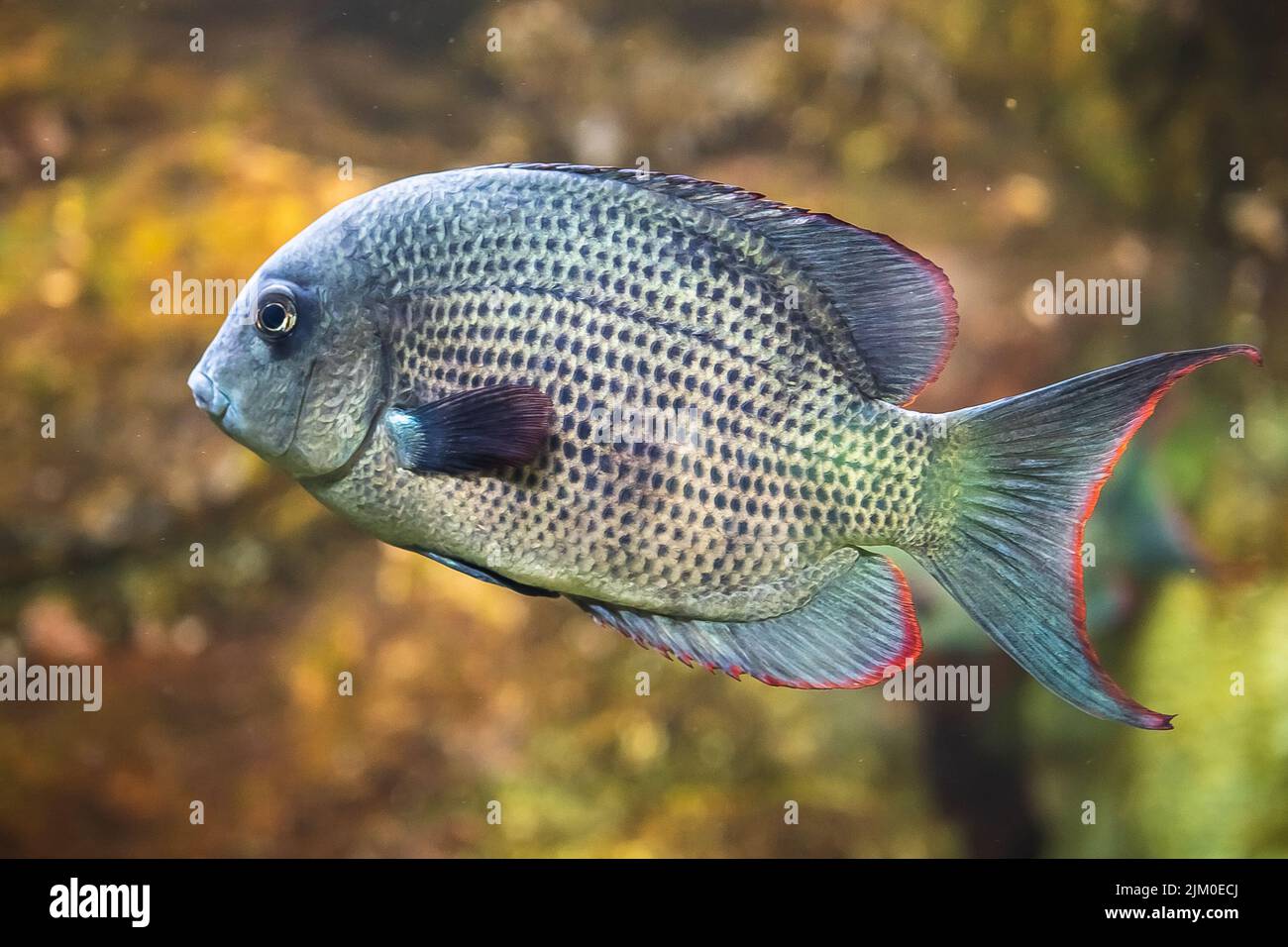 A closeup shot of an African cichlid fish swimming underwater Stock Photo