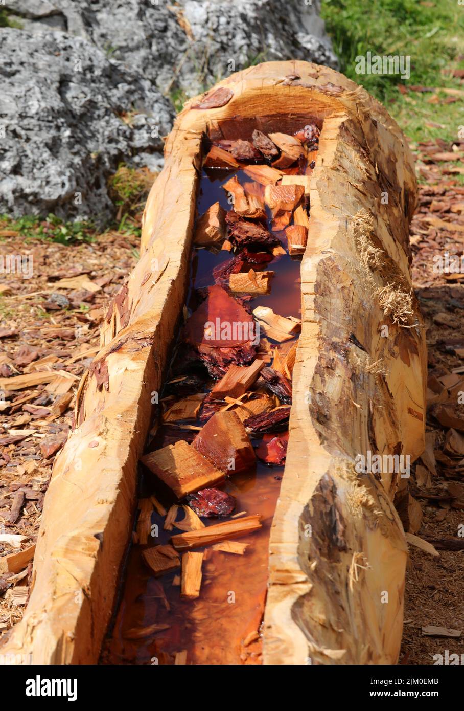 trunk of a tree hollowed out by the craftsman to create a natural planter in the mountains with water to soften the wood Stock Photo