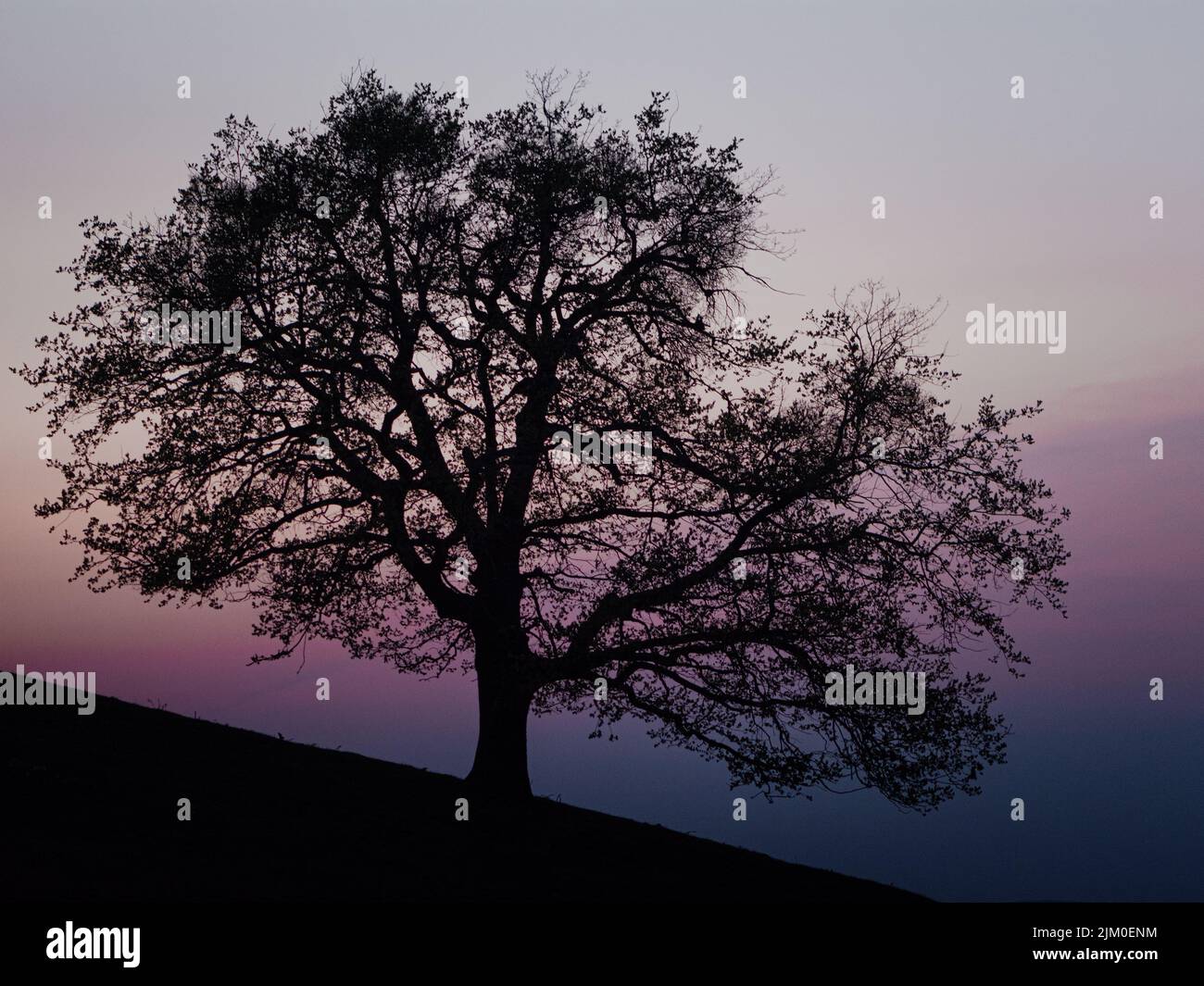 Black tree silhouette sunset hi-res stock photography and images - Alamy