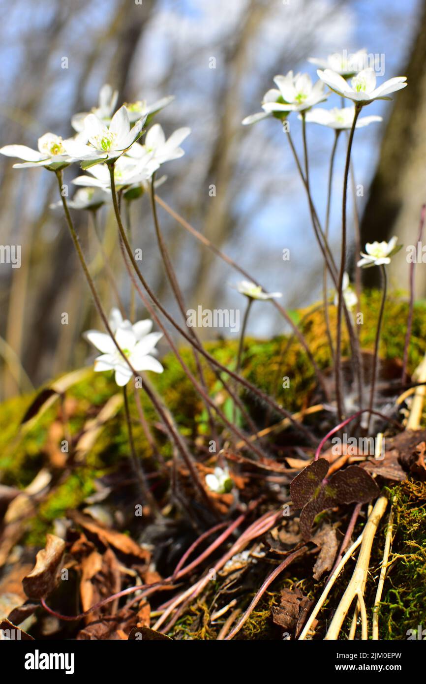 A vertical selective focus shot of white Hepatica flowers growing in a garden surrounded by greenery Stock Photo