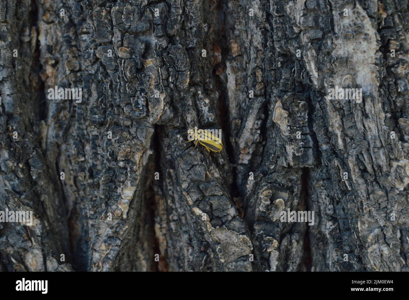 A striped yellow beetle climbing on a tree Stock Photo