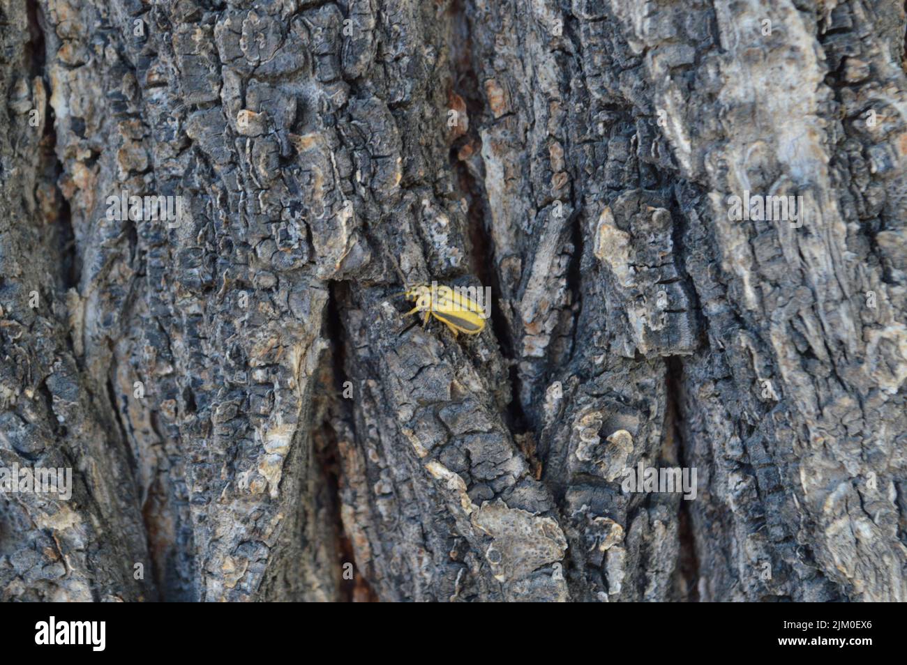 A striped yellow beetle climbing on a tree Stock Photo