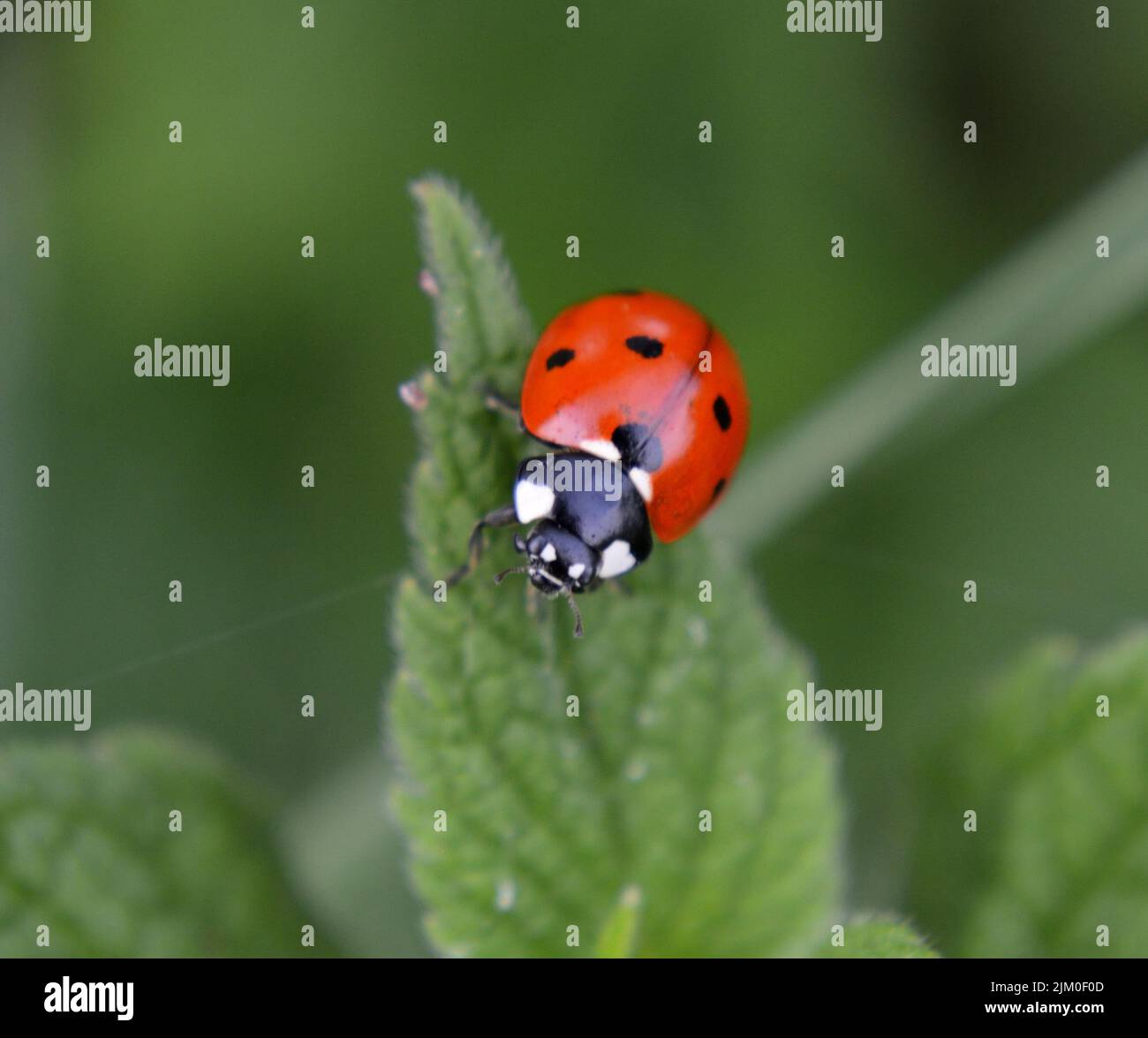 A closeup of a seven-spot ladybug sitting on a green leaf of a plant on a blurry background Stock Photo