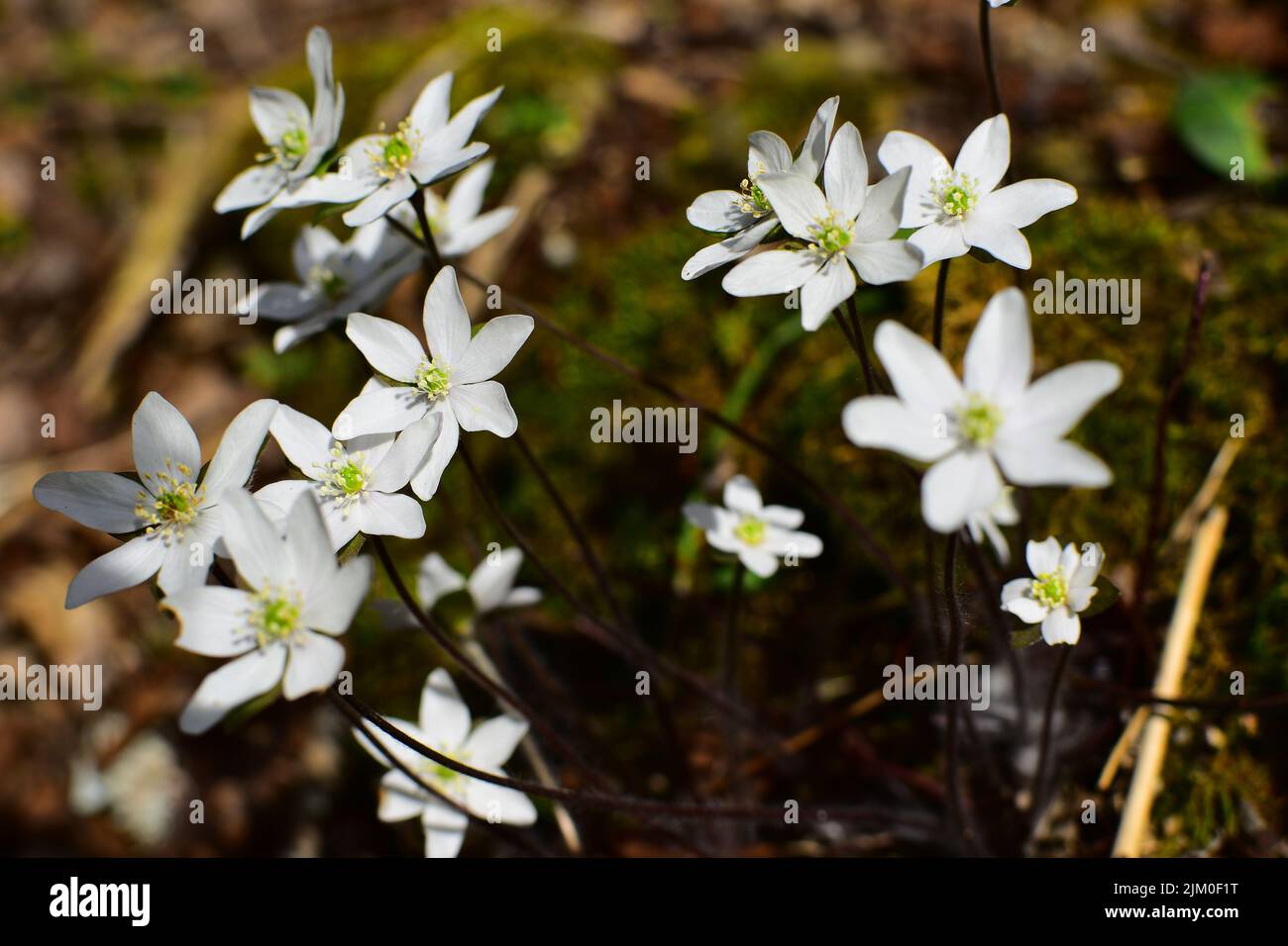 A closeup of beautiful white hepatica flowers in a garden Stock Photo