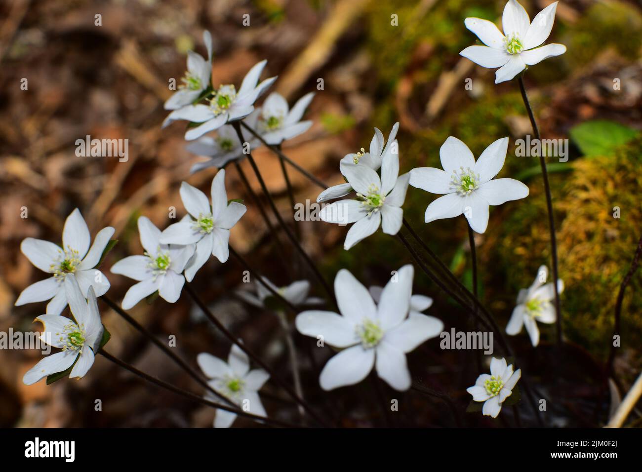 A closeup of beautiful white hepatica flowers in a garden Stock Photo