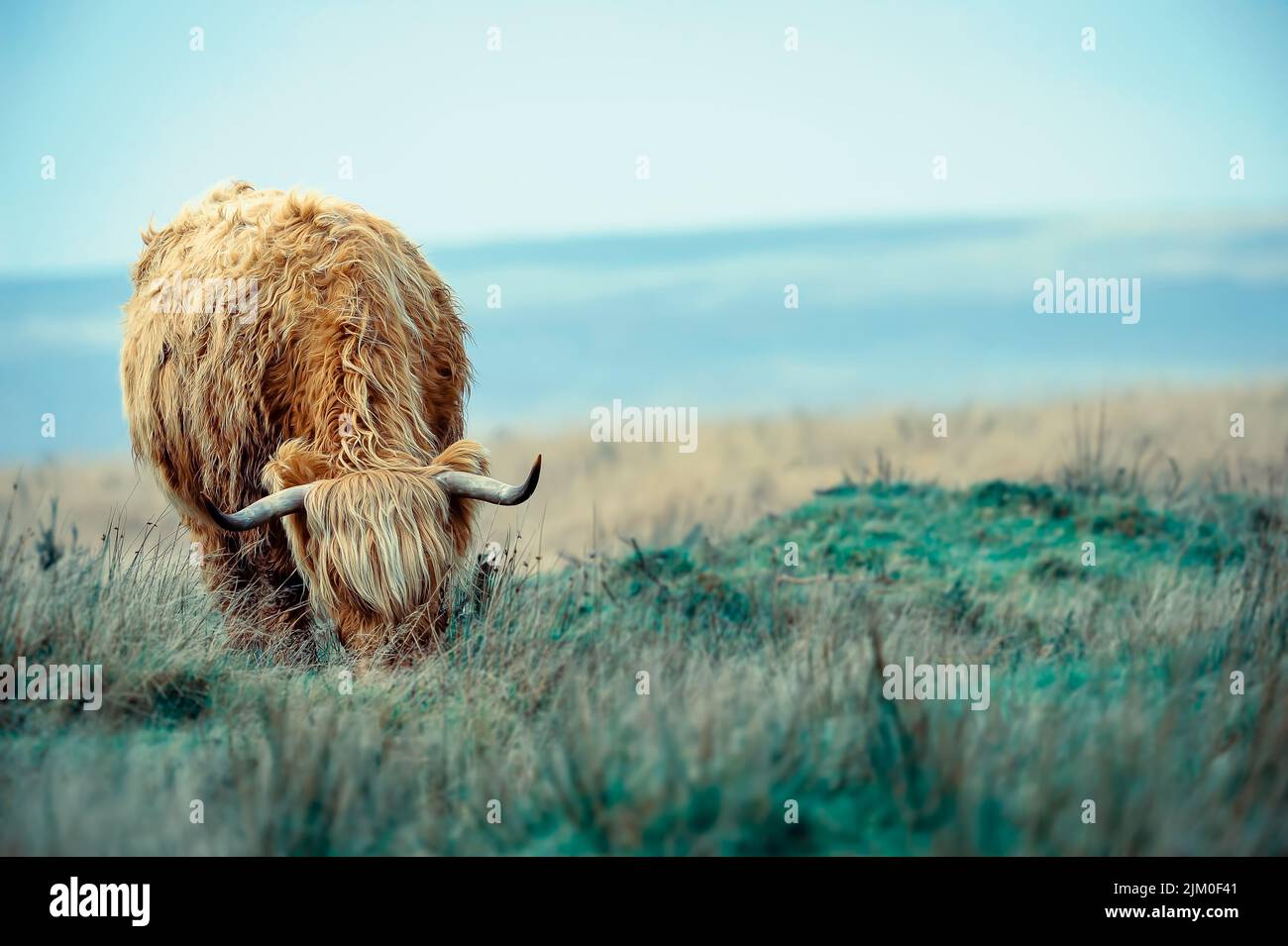 Exmoor highland cow feeding Stock Photo Alamy