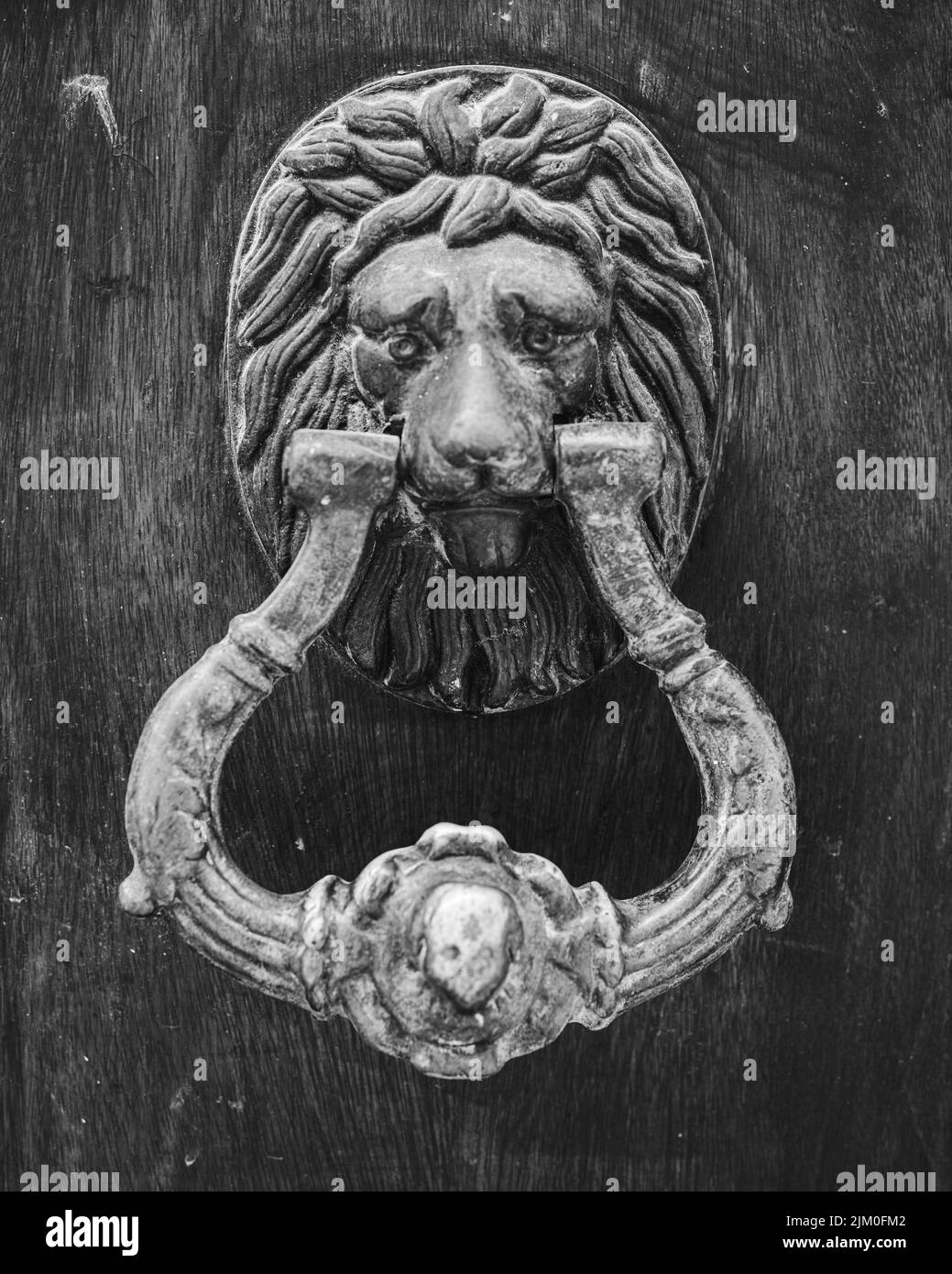 A grayscale of a lion door knocker on a wooden door Stock Photo