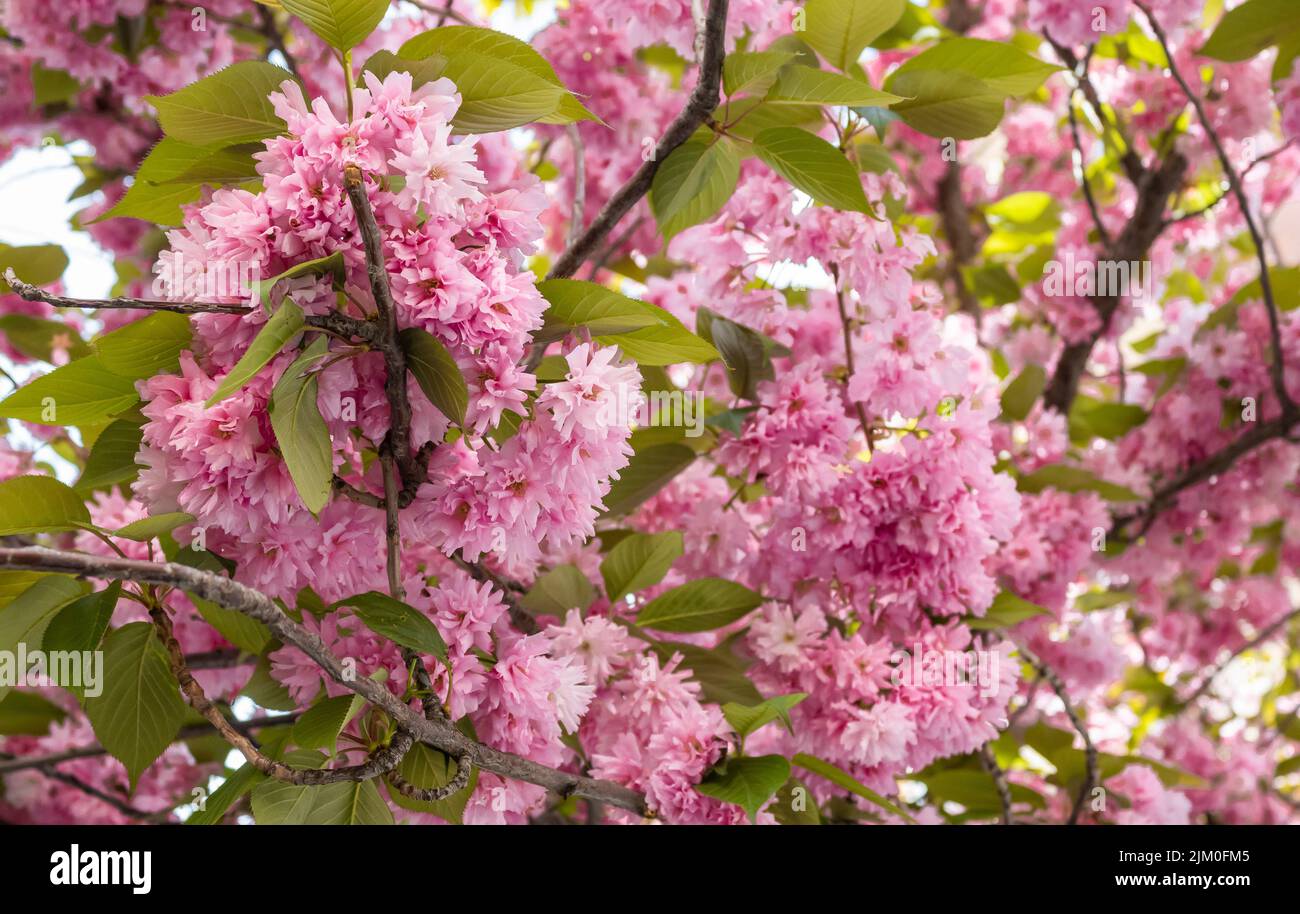 Hermosas flores rosaceas de un árbol cerezo durante la primavera en el mes de abril Stock Photo