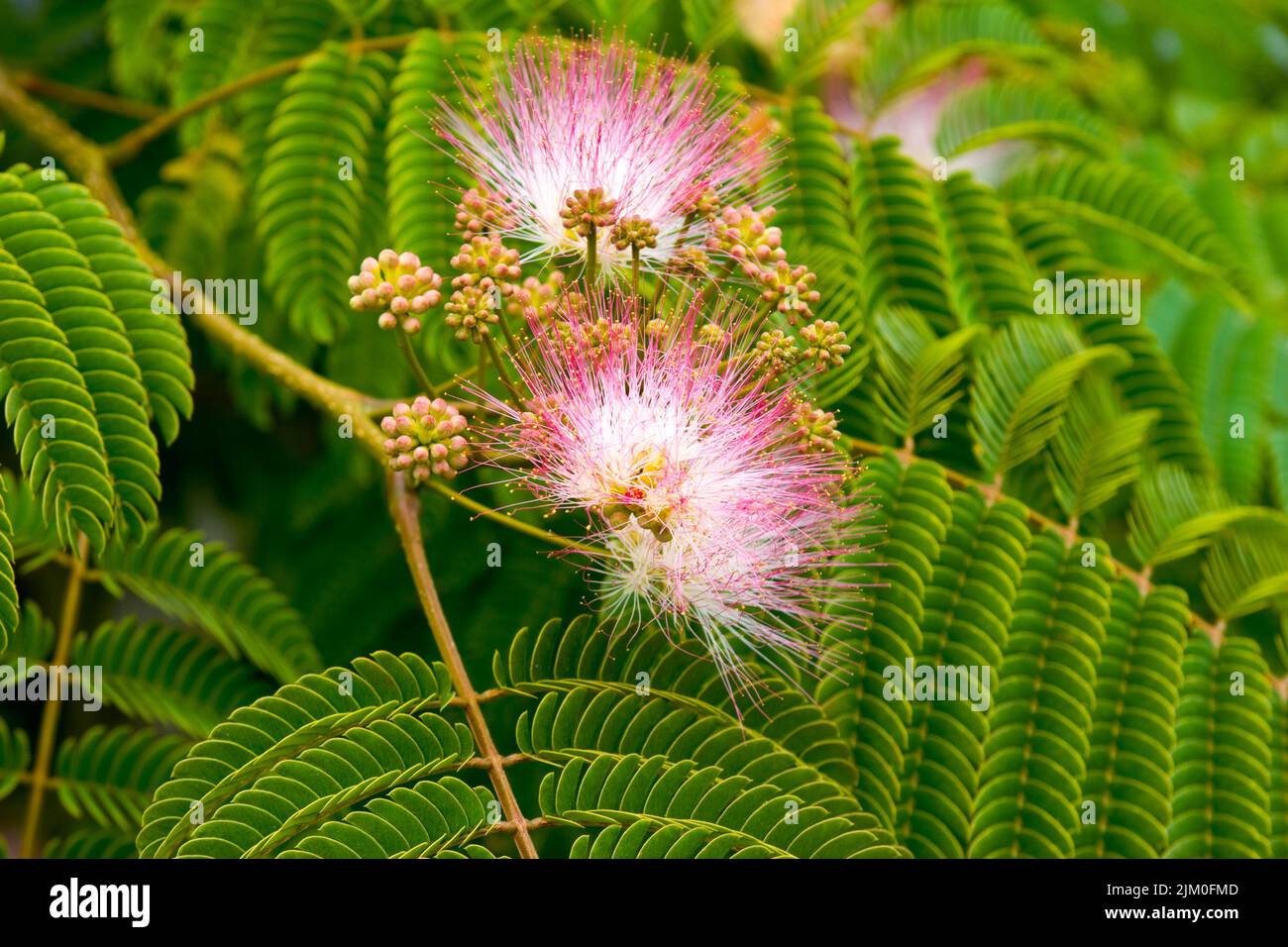 A Look at life in New Zealand. My organic edible garden Silk Tree in