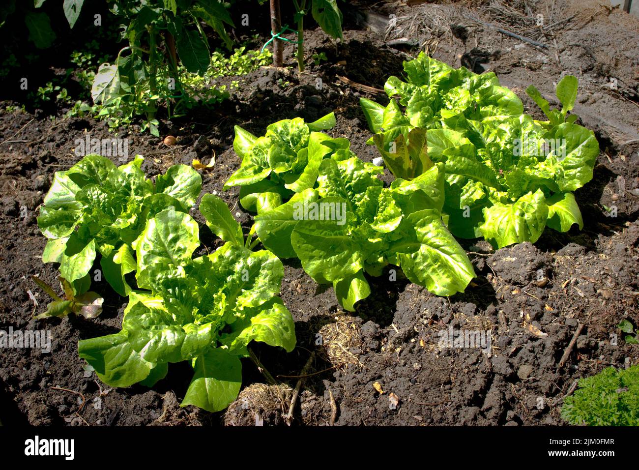 A Look at life in New Zealand. My organic edible garden Buttercrunch