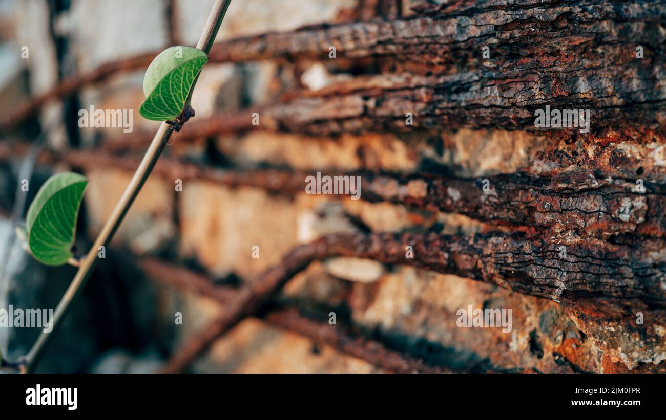 A closeup of a branch with small green leaves leaning on a rusty wall Stock Photo