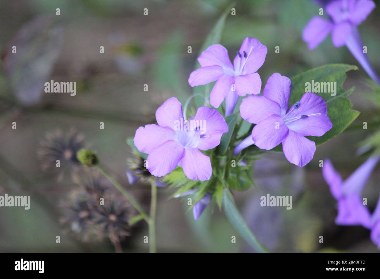 A selective focus shot of purple phlox flowers Stock Photo