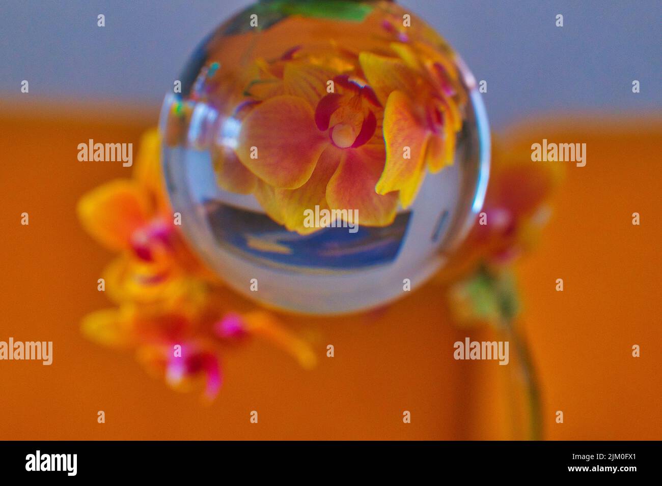 A selective focus of a glass ball with a reflection of an orchid on an orange background Stock Photo