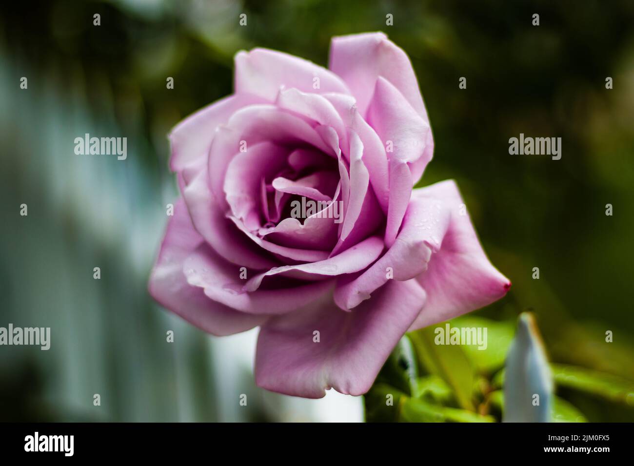 A closeup shot detail of a pink blossom Rosa 'Mainzer Fastnacht flower with blurred green background Stock Photo