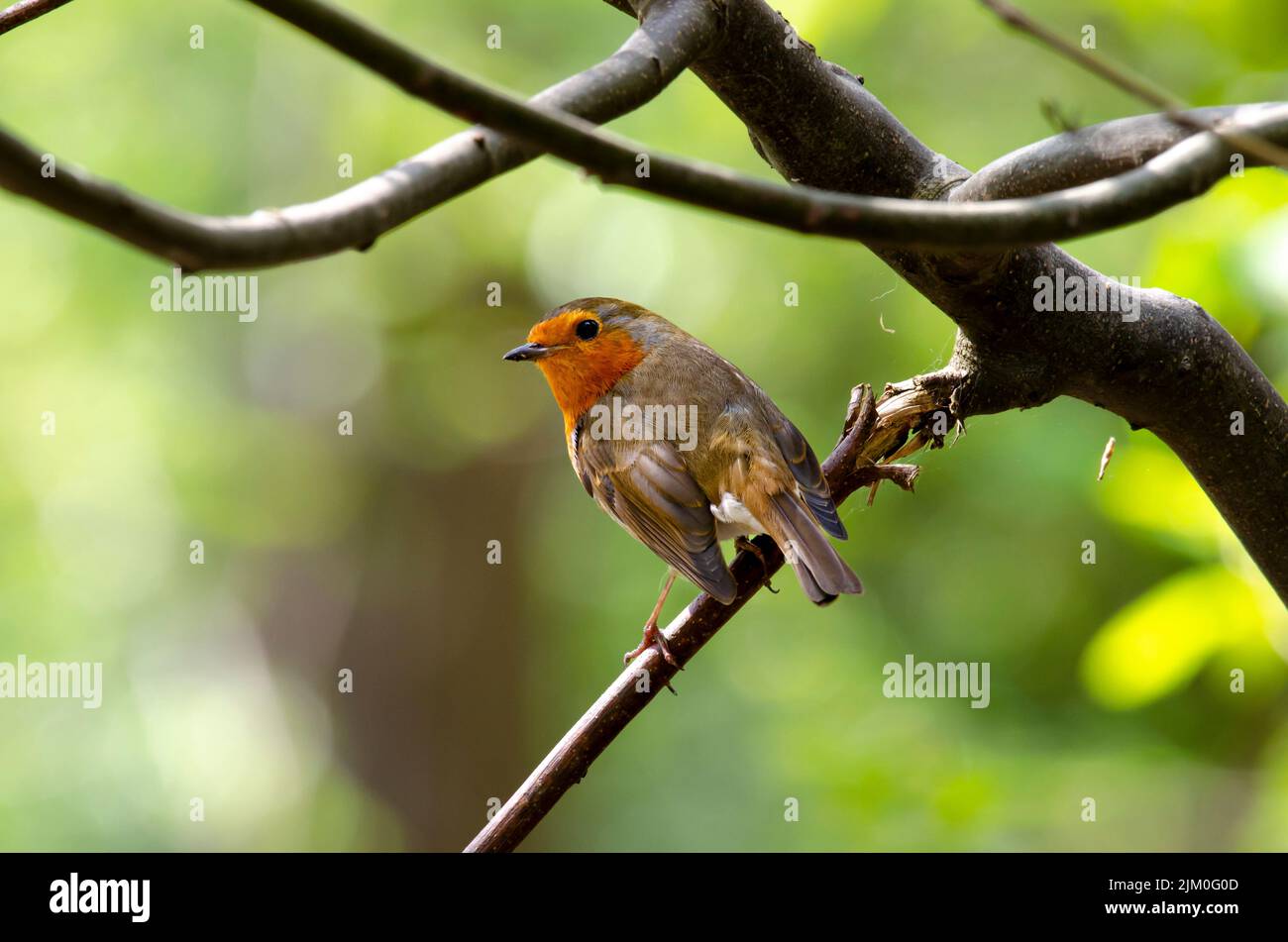 A Robin in the woodland on a branch looking back Stock Photo - Alamy
