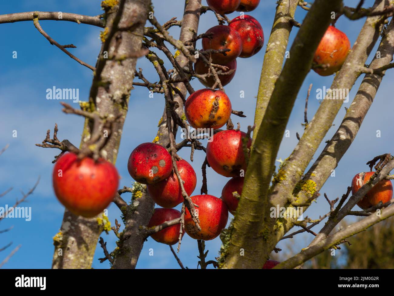 A Look at life in New Zealand a walk around my organic, edible garden. Braeburn apple tree. I