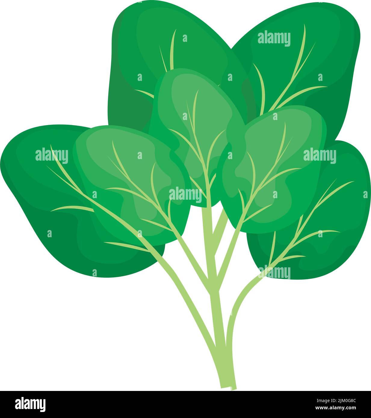 spinach nature icon Stock Vector Image & Art - Alamy