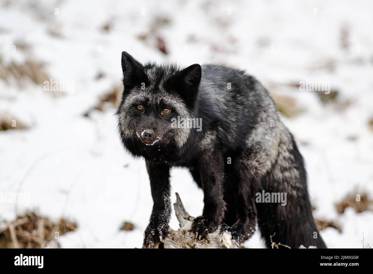 A silver fox standing on a tree bark in the forest on a snowy winter ...